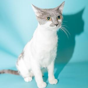 Dutchess, adult, available for adoption
