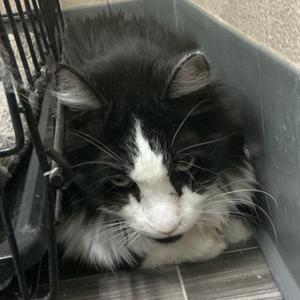 A black and white cat with long fur is sitting inside a metal cage. The cat has a fluffy appearance with a white patch on its face and chest, and its eyes are partially closed. The background shows a tiled floor and part of the cage structure.