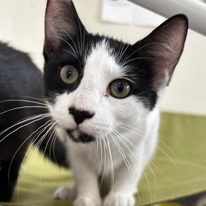 Boulder, kitten, available for adoption