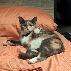Brooke, adult, available for adoption