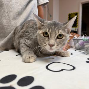 Anna, kitten, available for adoption