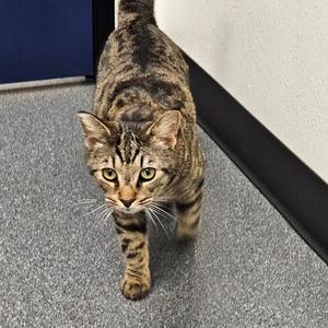 Chico, adult, available for adoption
