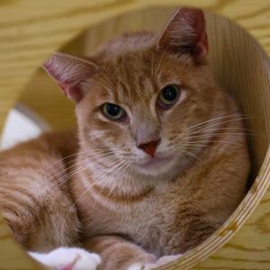 An orange tabby cat sitting in a wooden cat bed, looking directly at the camera.
