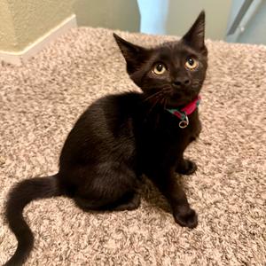 Arcola, kitten, available for adoption