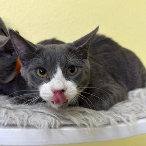 C.B., kitten, available for adoption
