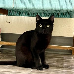 Beau, adult, available for adoption