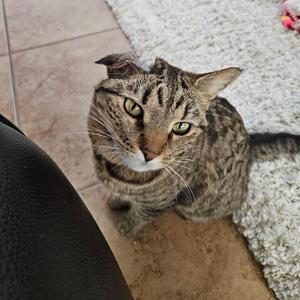 Chiclet, adult, available for adoption