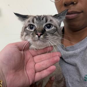 Douhua, adult, available for adoption