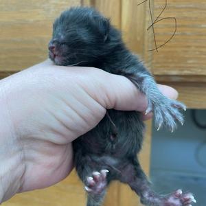 Gleason, kitten, available for adoption