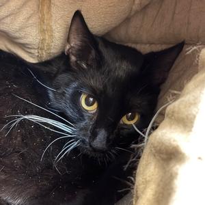 Dash, adult, available for adoption