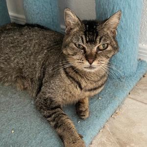 Angie, adult, available for adoption