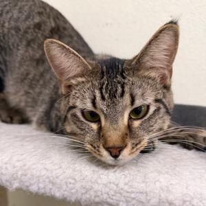 Fern, adult, available for adoption