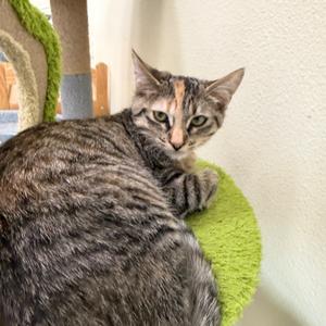 Chanel, kitten, available for adoption
