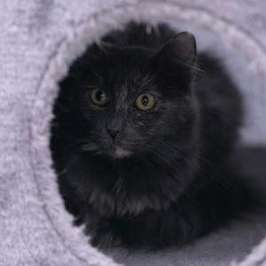 Bertie, adult, available for adoption