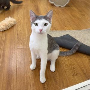 Bryce, young, available for adoption