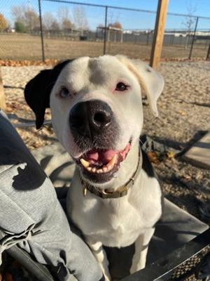 Malachi, Labrador Retriever and Great Dane, adult, available for adoption