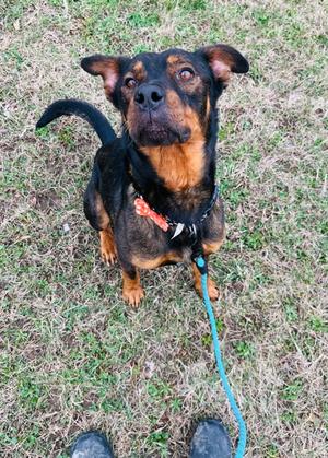 Fozzie (SPONSORED) (57640014), German Shepherd Dog and Rottweiler, adult, available for adoption