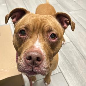 Cali, Terrier, Pit Bull, senior, available for adoption