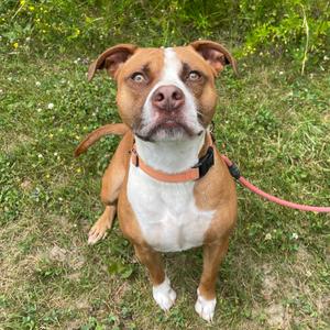 Koda, Terrier, Pit Bull, adult, available for adoption