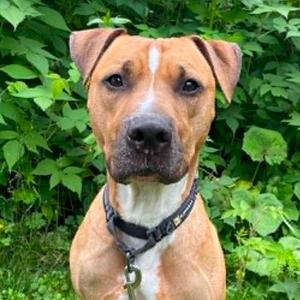 Jayco, Terrier, American Pit Bull, adult, available for adoption