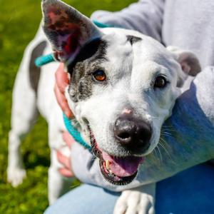 Nelly, Terrier, American Pit Bull, adult, available for adoption
