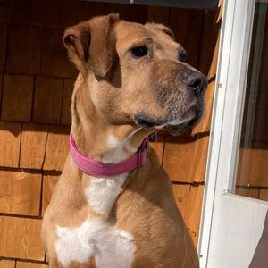 Dot, Mixed Breed (Medium), adult, available for adoption