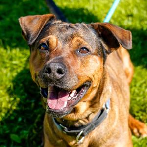 Abby, Terrier, Pit Bull, adult, available for adoption