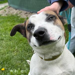 Dougie, Terrier, Pit Bull, adult, available for adoption