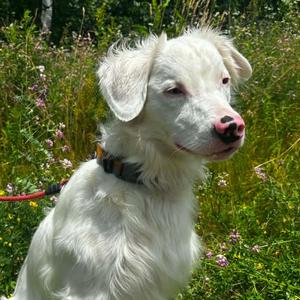 Nelson, Shepherd, Australian, adult, available for adoption