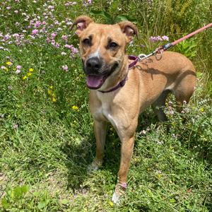 Mika, Mixed Breed (Medium), adult, available for adoption