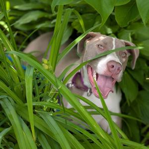 Pudding, Terrier, Pit Bull, adult, available for adoption