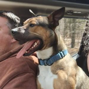 Dingo, Terrier, Pit Bull, adult, available for adoption