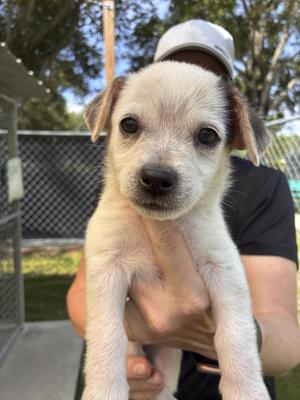 Juni, Mixed Breed, puppy, available for adoption