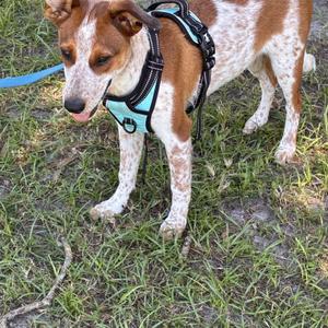 Jesse, Australian Cattle Dog / Blue Heeler, young, available for adoption