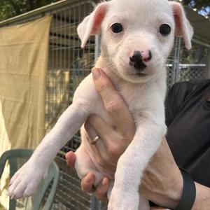 Clover, Mixed Breed, puppy, available for adoption