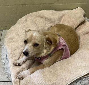 Dolly, Mixed Breed, young, available for adoption