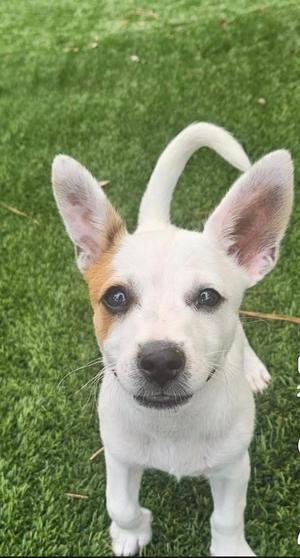 Jack, Chihuahua, puppy, available for adoption