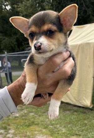 Chia, Mixed Breed, puppy, available for adoption