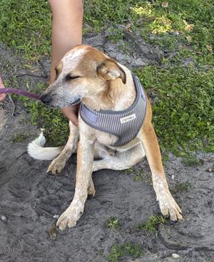James, Australian Cattle Dog / Blue Heeler, young, available for adoption