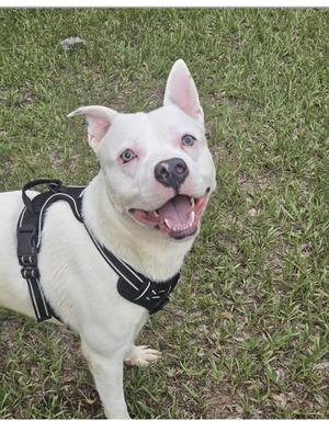 A white dog with blue eyes wearing a black harness, standing on grass and looking up with its mouth open.