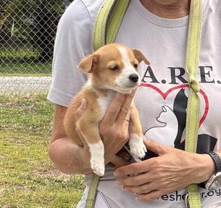 Beck, Mixed Breed, puppy, available for adoption