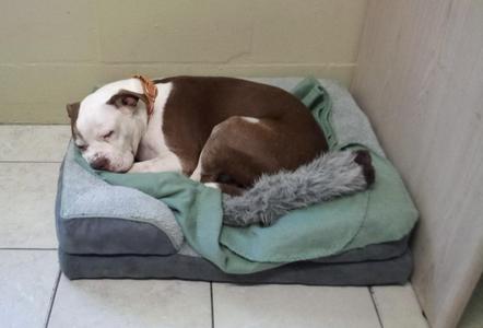 A brown and white dog sleeping on a green dog bed with a gray blanket.