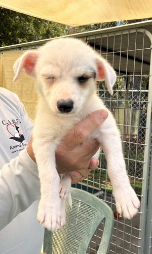 Dot, Mixed Breed, puppy, available for adoption
