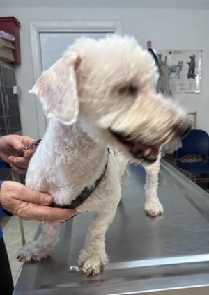 Will, Poodle / Dachshund, senior, available for adoption