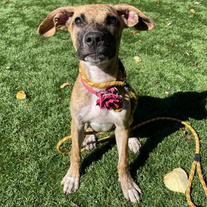 Coconut, Mixed Breed (Medium), puppy, available for adoption