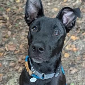 A black dog with perked ears and a blue collar, looking up at the camera.