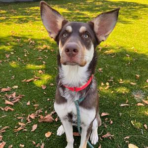 Abby, Mixed Breed (Medium), available for adoption