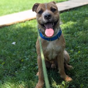 Littles, Mixed Breed (Medium), adult, available for adoption
