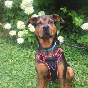 Pooh Bear, Mixed Breed (Large), adult, available for adoption