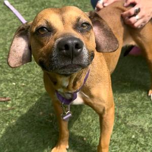 Nixy, Mixed Breed (Medium), adult, available for adoption